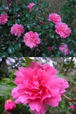 Autumn Spirit Camellia - Hybrid - 3 Gallon Pot -Green Haven Shop Camellia April Spirit 3