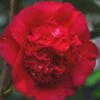 April Tryst Camellia Japonica - 1 Gallon Pot