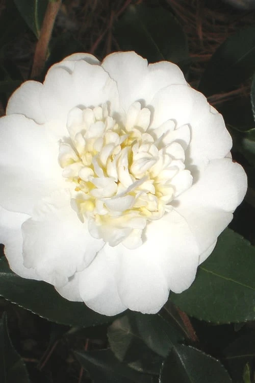 Autumn Rocket Camellia Sasanqua - 7 Gallon Pot (3-4') 1 Autumn Rocket Camellia Sasanqua - 7 Gallon Pot (3-4')