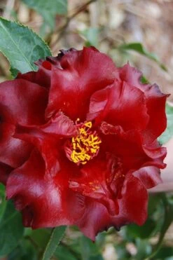 Black Magic Camellia Japonica - 3 Gallon Pot -Green Haven Shop Camellia Black Magic 2