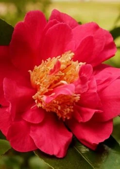 Blood Of China Fragrant Red Camellia Japonica - 3 Gallon Pot 7 Blood Of China Fragrant Red Camellia Japonica - 3 Gallon Pot -Green Haven Shop Camellia Blood Of China 3