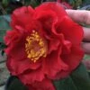 Bob Hope Camellia Japonica - 1 Gallon Pot
