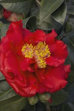 Bob Hope Camellia Japonica - 1 Gallon Pot -Green Haven Shop Camellia Bob Hope 5