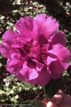 Bonanza Purple Camellia Sasanqua - 3 Gallon Pot -Green Haven Shop Camellia Bonanza 102 1