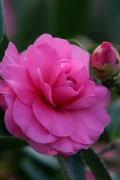 Chansonette Dwarf Weeping Camellia Sasanqua - 3 Gallon Pot -Green Haven Shop Camellia Chansonette 2