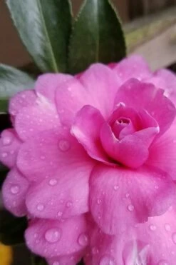 Chansonette Dwarf Weeping Camellia Sasanqua - 1 Gallon Pot -Green Haven Shop Camellia Chansonette 4 1