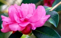 Chansonette Dwarf Weeping Camellia Sasanqua - 1 Gallon Pot -Green Haven Shop Camellia Chansonette 5 1