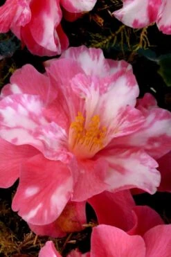 Coral Delight Camellia Hybrid - 3 Gallon Pot -Green Haven Shop Camellia Coral Delight 15