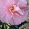 Cotton Candy Camellia Sasanqua - 1 Gallon Pot