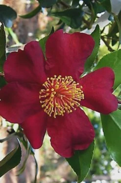 October Magic Crimson 'N Clover Camellia - 3 Gallon Pot -Green Haven Shop Camellia Crimson N Clover 1