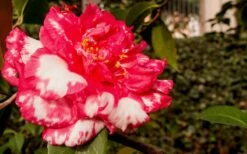 Sacred Dance Camellia Japonica 'Daikagura' - 3 Gallon Pot -Green Haven Shop Camellia Daikagura 3