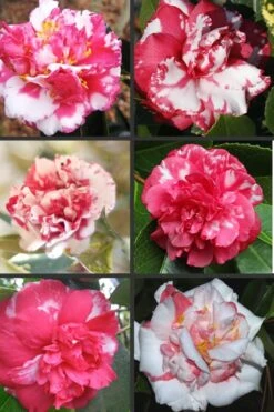 Sacred Dance Camellia Japonica 'Daikagura' - 1 Gallon Pot -Green Haven Shop Camellia Daikagura Colors 500x750 2