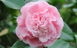 Debutante Pink Camellia Japonica - 6 Pack Of 1 Gallon Pots -Green Haven Shop Camellia Debutante Closeup Flower 3