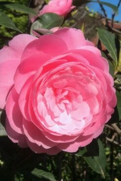 E.G. Waterhouse Camellia - Williamsii Hybrid - 3 Gallon Pot 9 E.G. Waterhouse Camellia - Williamsii Hybrid - 3 Gallon Pot -Green Haven Shop Camellia EG Waterhouse 2