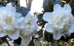 Fifth Avenue White Camellia Japonica - 3 Gallon Pot -Green Haven Shop Camellia Fifth Avenue 21