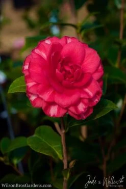 Glen 40 Camellia Japonica - 1 Gallon Pot -Green Haven Shop Camellia Glen 40 JW 1