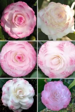 Grace Albritton Camellia Japonica - 3 Gallon Pot -Green Haven Shop Camellia Grace Albritton 4