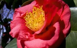 Greensboro Red Camellia Japonica - 3 Gallon Pot -Green Haven Shop Camellia Greensboro Red 1 1