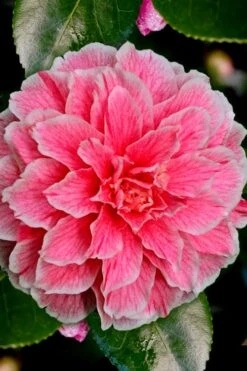 Brilliant Gem Fragrant Camellia Japonica - Herme - 3 Gallon Pot -Green Haven Shop Camellia Hermes 6 1