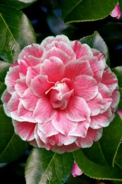 Brilliant Gem Fragrant Camellia Japonica - Herme - 3 Gallon Pot -Green Haven Shop Camellia Herrmes 4 1