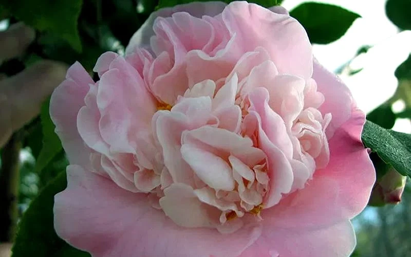 High Fragrance Camellia TREE FORM - 3 Gallon Pot 5 High Fragrance Camellia TREE FORM - 3 Gallon Pot - Image 5