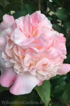 High Fragrance Camellia TREE FORM - 3 Gallon Pot 8 High Fragrance Camellia TREE FORM - 3 Gallon Pot -Green Haven Shop Camellia High Fragrance 500x750 1