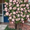High Fragrance Camellia TREE FORM - 3 Gallon Pot
