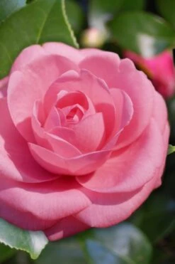 Jerry Hill Pink Camellia - 3 Gallon Pot