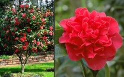 Kramers Supreme Red Double Camellia Japonica - 2 Gallon Pot -Green Haven Shop Camellia Kramers Supreme 2