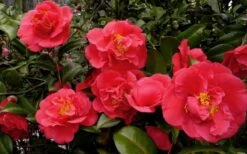 Kramers Supreme Red Double Camellia Japonica - 2 Gallon Pot -Green Haven Shop Camellia Kramers Supreme 52