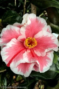 Lady Vansittart Multicolor Camellia Japonica - 6 Pack Of 1 Gallon Pots 10 Lady Vansittart Multicolor Camellia Japonica - 6 Pack Of 1 Gallon Pots -Green Haven Shop Camellia Lady Vansittart 12 1
