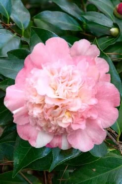 Look Again Camellia Japonica - 1 Gallon Pot 9 Look Again Camellia Japonica - 1 Gallon Pot -Green Haven Shop Camellia Look Again 1