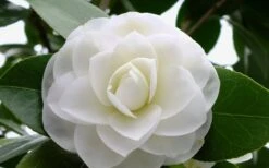 Morning Glow Camellia Japonica - 1 Gallon Pot -Green Haven Shop Camellia Morning Glow 800x500 2