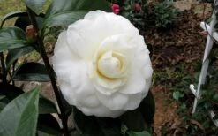 Morning Glow Camellia Japonica - 1 Gallon Pot -Green Haven Shop Camellia Morning Glow 9 1