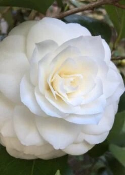 Nuccio's Gem Camellia Japonica - 3 Gallon Pot -Green Haven Shop Camellia Nuccios Gem 1