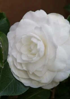 Nuccio's Gem Camellia Japonica - 3 Gallon Pot -Green Haven Shop Camellia Nuccios Gem 3