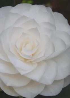 Nuccio's Gem Camellia Japonica - 3 Gallon Pot -Green Haven Shop Camellia Nuccios Gem 6