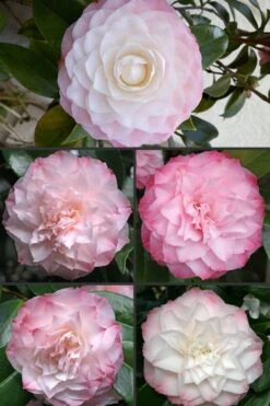 Nuccio's Pearl Camellia Japonica - 1 Gallon Pot -Green Haven Shop Camellia Nuccios Pearl 1 1