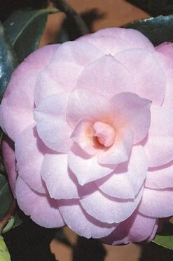 October Affair Camellia Japonica - 3 Gallon Pot -Green Haven Shop Camellia October Affair 8