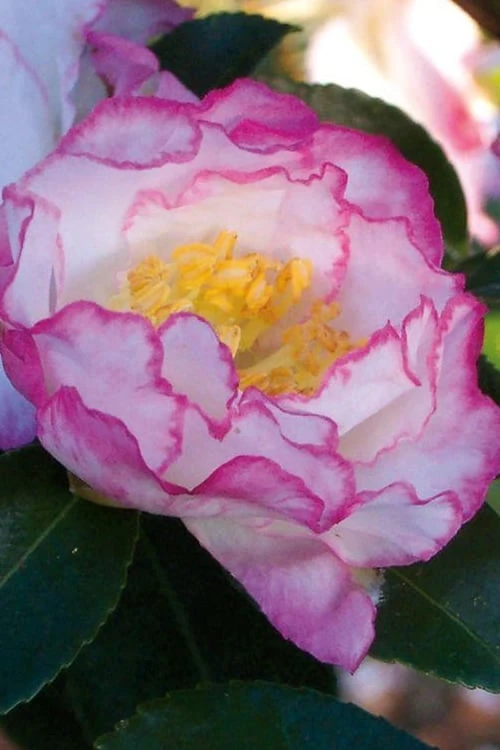 October Magic Inspiration Camellia - 1 Gallon Pot 4 October Magic Inspiration Camellia - 1 Gallon Pot - Image 4