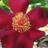 October Magic Crimson 'N Clover Camellia - 3 Gallon Pot