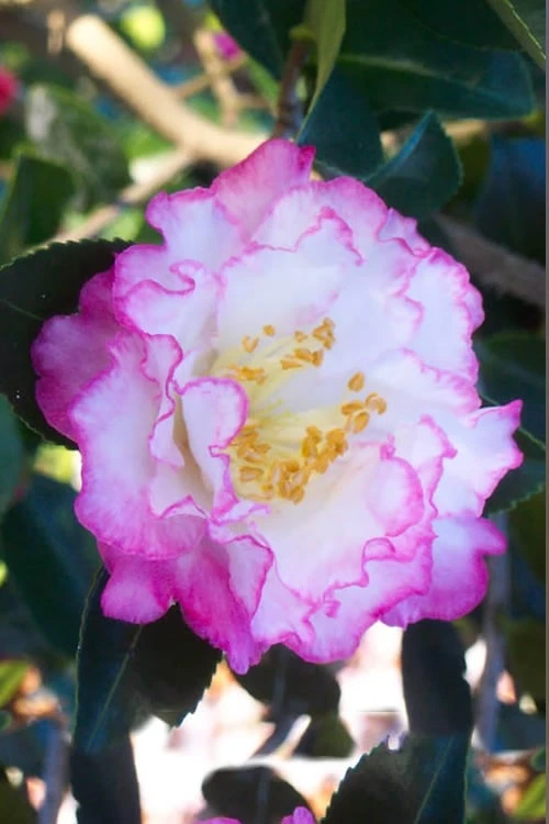 October Magic Inspiration Camellia - 1 Gallon Pot 1 October Magic Inspiration Camellia - 1 Gallon Pot