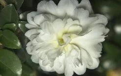 October Magic Ivory Camellia - 3 Gallon Pot -Green Haven Shop Camellia October Magic Ivory