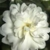 October Magic Ivory Camellia - 3 Gallon Pot