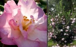 October Magic Orchid Camellia - 7 Gallon Pot 8 October Magic Orchid Camellia - 7 Gallon Pot -Green Haven Shop Camellia October Magic Orchid Flowers 2 1