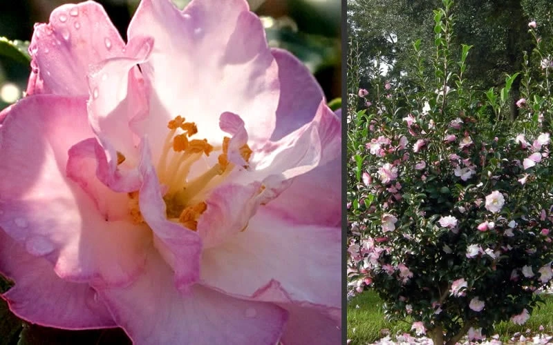 October Magic Orchid Camellia - 2 Gallon Pot 4 October Magic Orchid Camellia - 2 Gallon Pot - Image 4