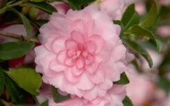 October Magic Pink Perplexion Camellia - 2 Gallon Pot -Green Haven Shop Camellia October Magic Pink Perplexion 1