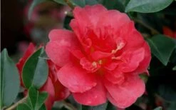October Magic Rose Camellia - 3 Gallon Pot 8 October Magic Rose Camellia - 3 Gallon Pot -Green Haven Shop Camellia October Magic Rose Closeup Flower 2