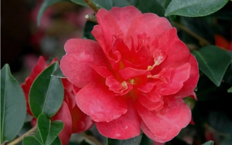 October Magic Rose Camellia - 3 Gallon Pot 4 October Magic Rose Camellia - 3 Gallon Pot - Image 4