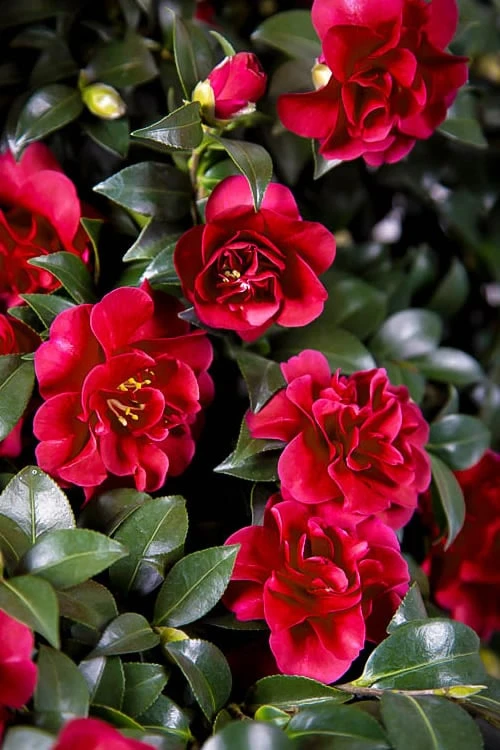 October Magic Ruby Camellia - 7 Gallon Pot 1 October Magic Ruby Camellia - 7 Gallon Pot